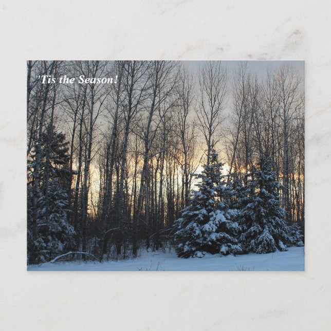 "Tis the Season Up North, Mn Winter Helgdag Vykort (Framsida)