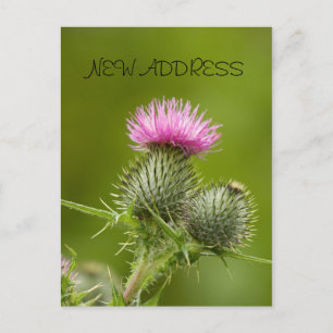 Tistel Blomma Ny Adresskort Meddelande Vykort