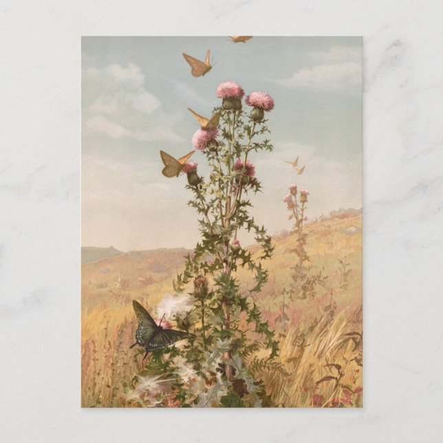 Tistel | Fidelia Bridges Vykort (Framsida)