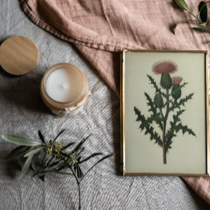 Tistel Från Blommor och ormbunkar av Amerika Affis Poster