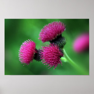 Tistelblomma Poster