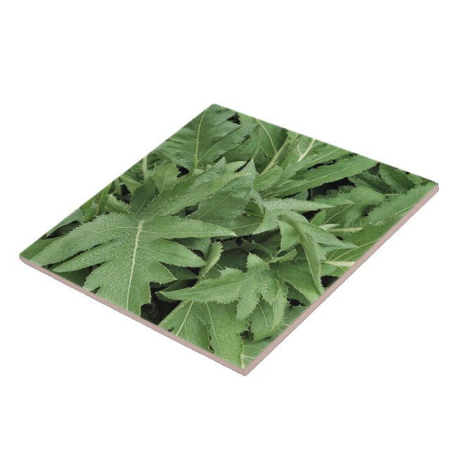 Tistelfoliage Kakelplatta (Sidan)