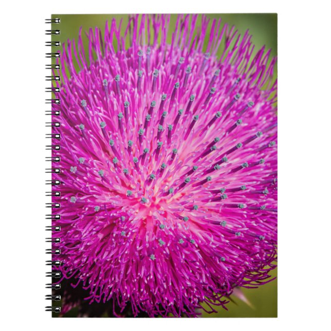 Tistelgarvning i mjölk anteckningsbok (Framsidan)