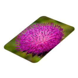 Tistelgarvning i mjölk magnet