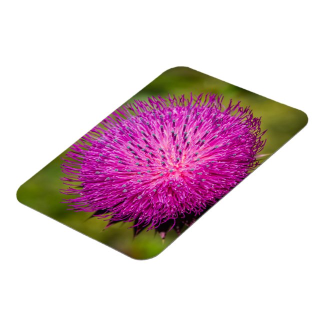 Tistelgarvning i mjölk magnet (Vänstra Sidan)