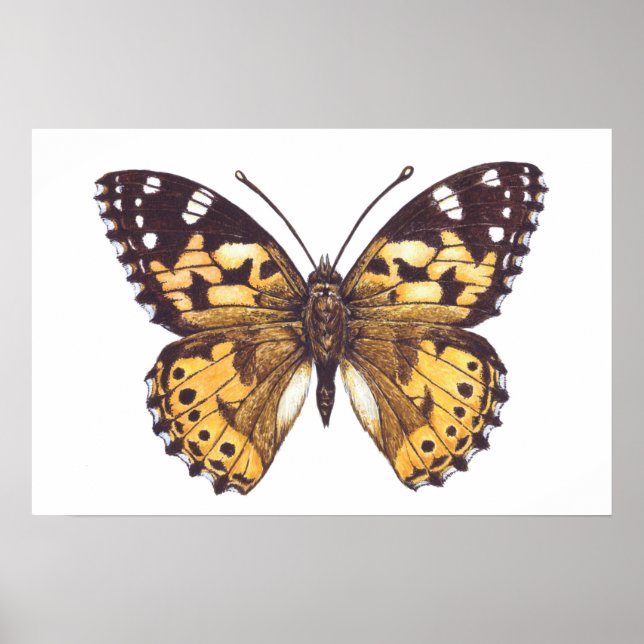 Tistelsommerfågel Poster (Framsidan)