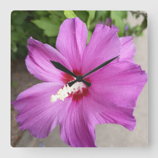 Titel Rosa Hibiskusblomma Blommig Natur Klocka