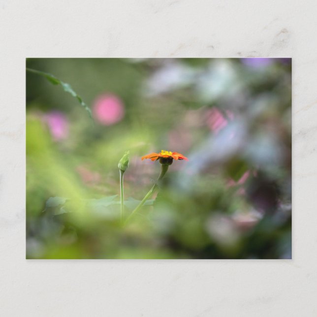 Tithonia i trädgården vykort (Framsida)