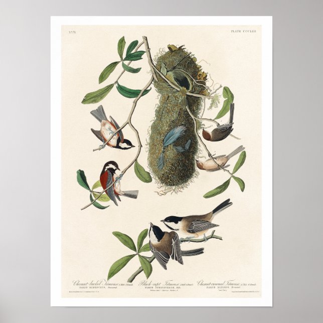 Titmus efter Audubon Poster (Framsidan)