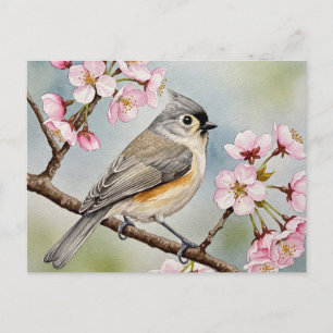 Titmus, Sakura, Vår vykort