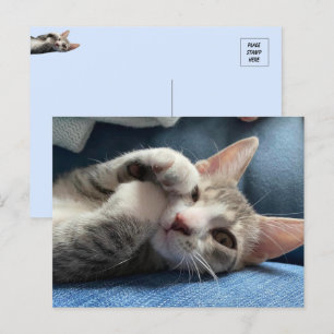 Tito Bandito Den söteste lilla katten / Katten Vykort