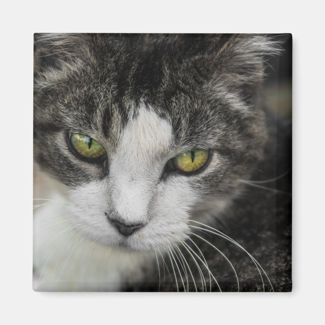 Titta Baby Magnet (Framsidan)