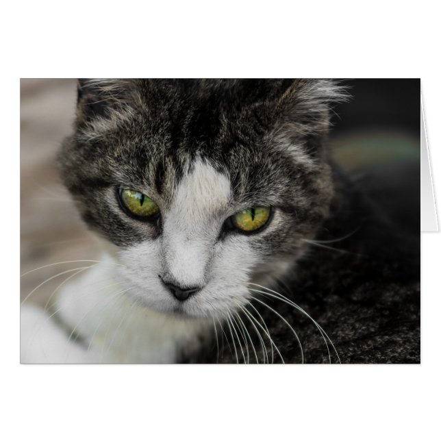 Titta Baby OBS Kort (Framsidan Horizontal)