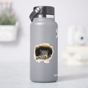 Titta. - Grått Squirrel Klistermärken