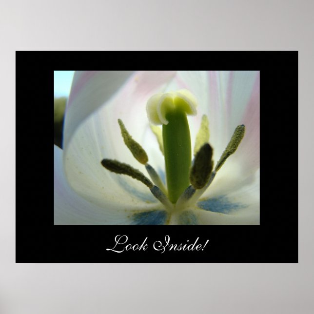 TITTA INSIDAN! Art Prints Tulip Flower Blue Rosa Poster (Framsidan)