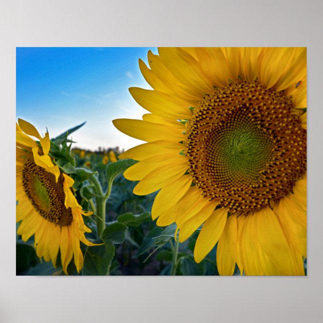 Titta närmare poster (Framsidan)