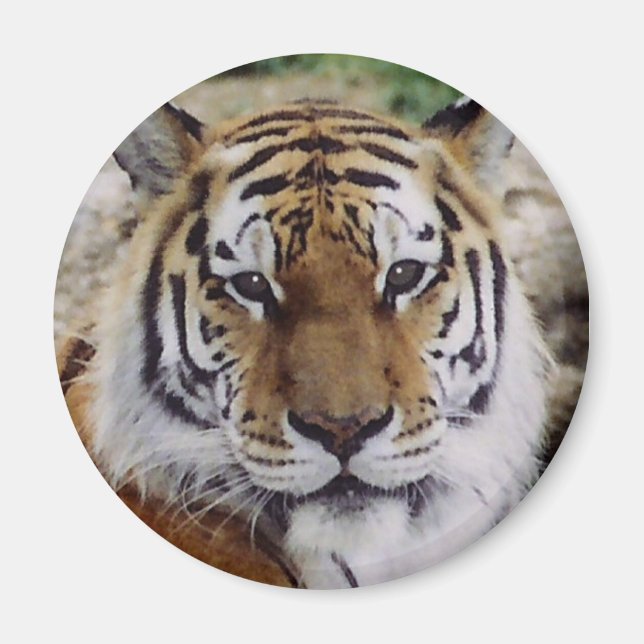 Titta Öga Magnet (Framsidan)