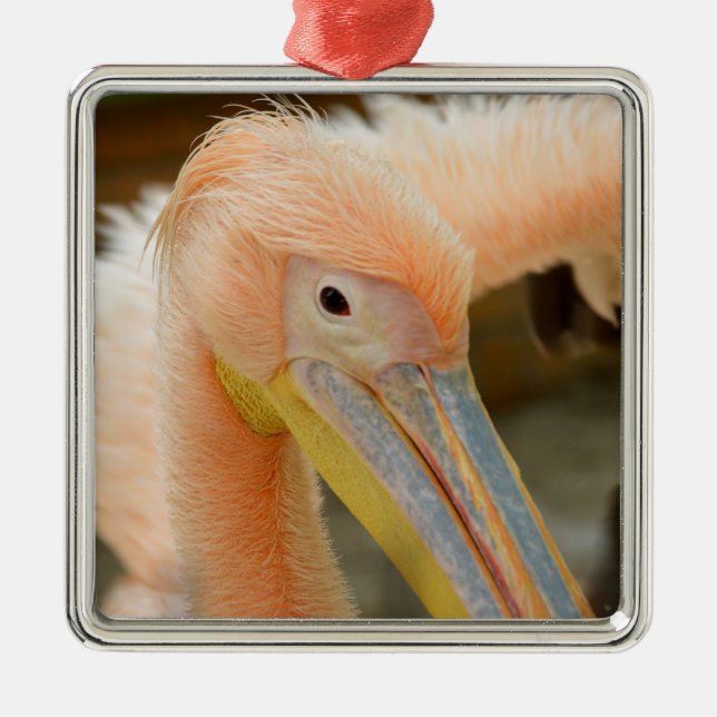 Titta på dig Pelican Ornament (Framsidan)