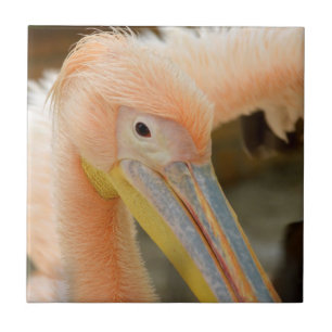 Titta på din pelican-panel kakelplatta
