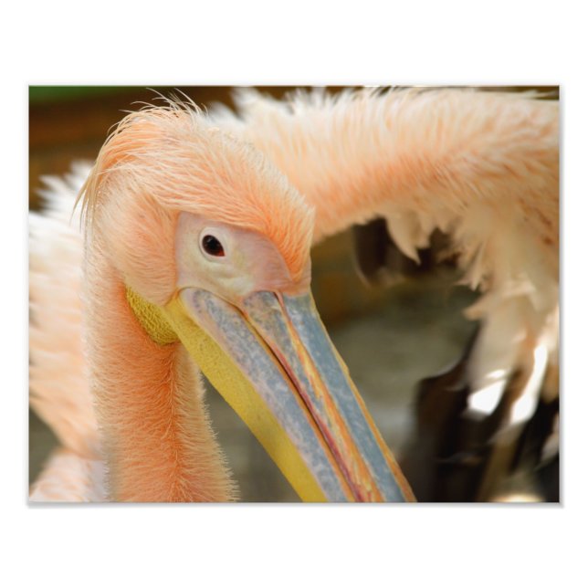 Titta på din Pelican Photo Print Fototryck (Framsidan)