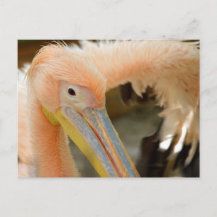Titta på ditt pelican-vykort vykort