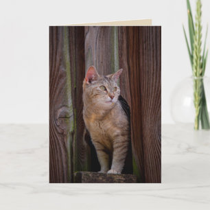 titta på gratulationskort för katt kort