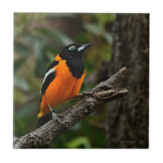 Titta på Himlar Kakelplatta