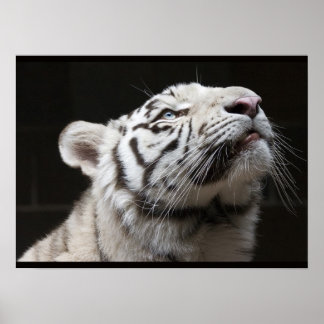 Titta på ljuset! poster