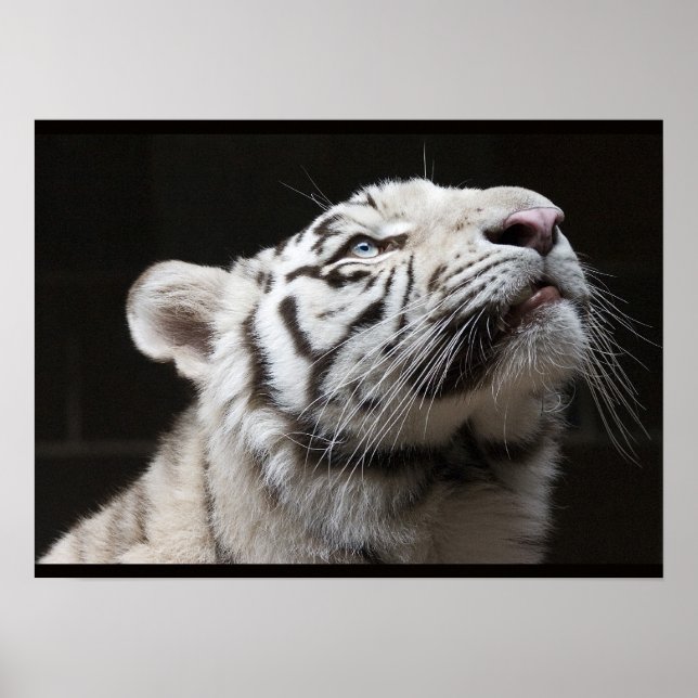 Titta på ljuset! poster (Framsidan)