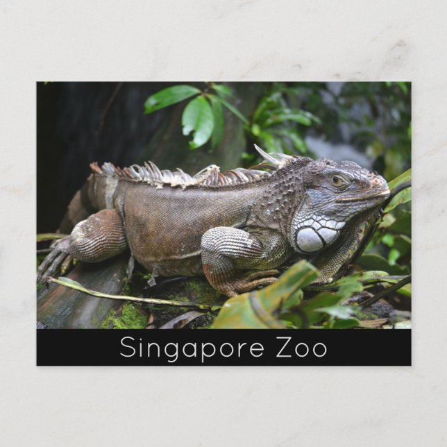 Titta på Me Lizard Singapore Zoo Helg Vykort (Framsida)