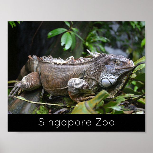 Titta på Me Lizard Singapore Zoo Helgdag Poster (Framsidan)