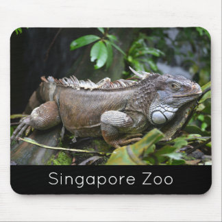 Titta på Me Lizard Singapore Zoo Musmatta