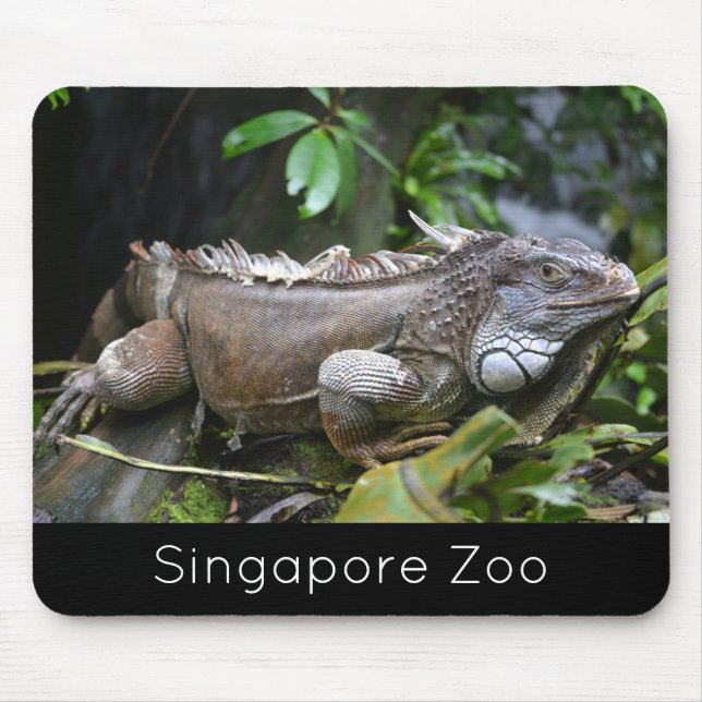 Titta på Me Lizard Singapore Zoo Musmatta (Framsidan)