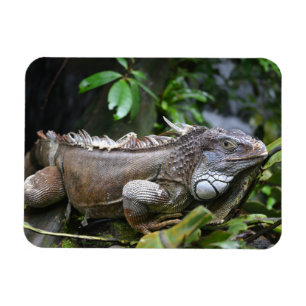 Titta på mig Lizzard Singapore Zoo Magnet