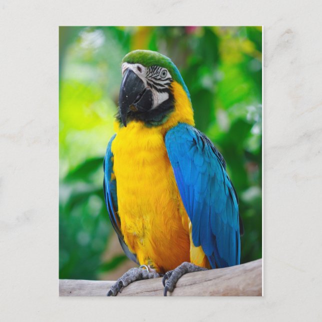 Titta på mig vykort (Framsida)