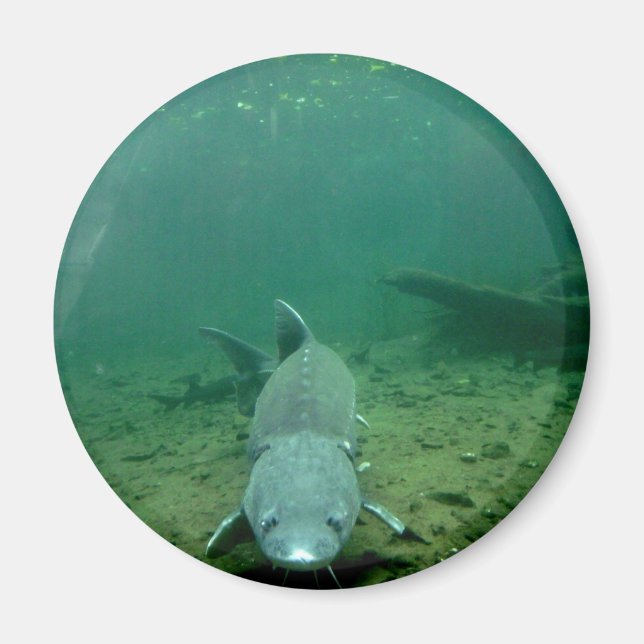 Titta på Monster Magnet (Framsidan)