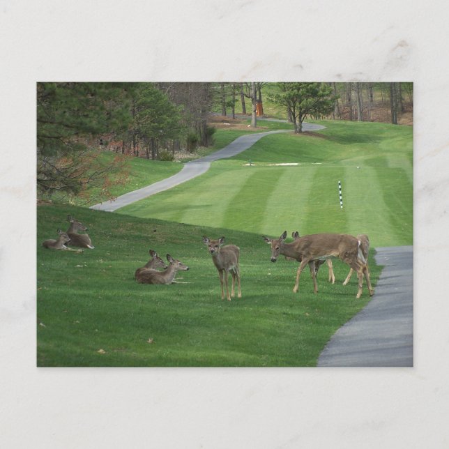 Titta på N-kylning Vykort (Framsida)