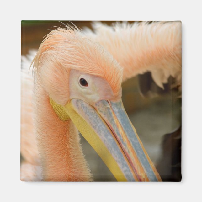 Titta på Pelican Magnet (Framsidan)