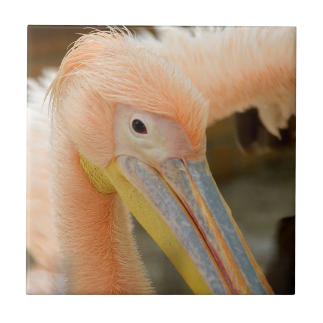 Titta på Pelican Tile Kakelplatta (Framsidan)