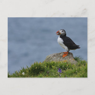Titta på Puffin Vykort