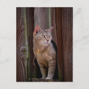 titta på vykort för katt