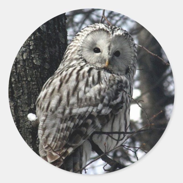 Titta Uggla Runt Klistermärke (Framsida)