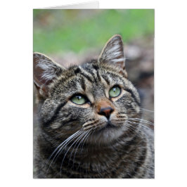 Titta upp där, vita standardkuvert ingår hälsningskort