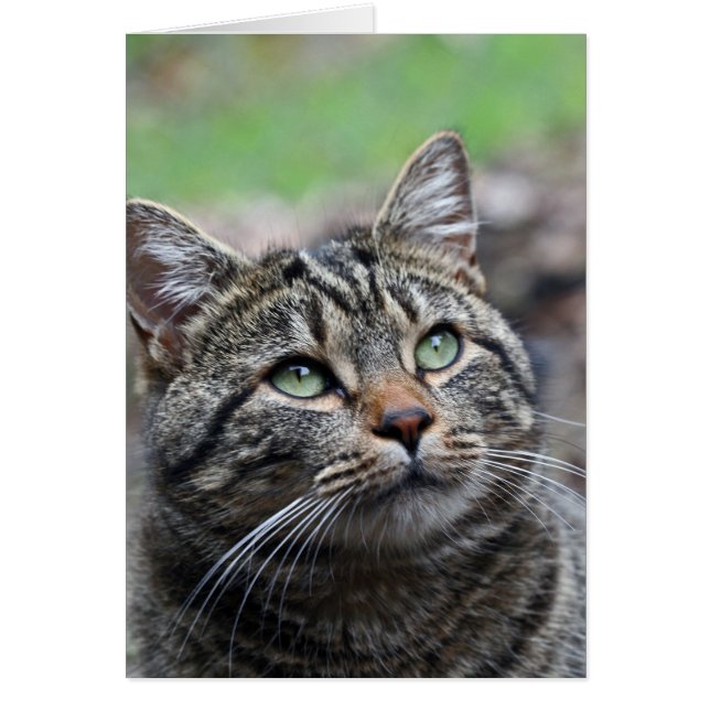 Titta upp där, vita standardkuvert ingår hälsningskort (Framsidan)