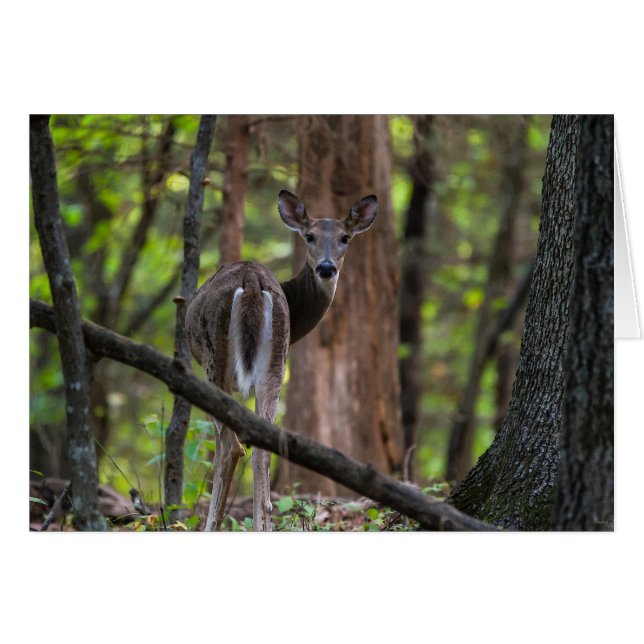 Tittar baksida Painterly OBS Kort (Framsidan Horizontal)