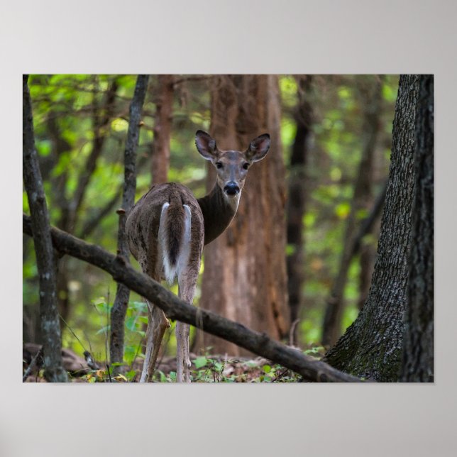 Tittar baksida Painterly Poster (Framsidan)