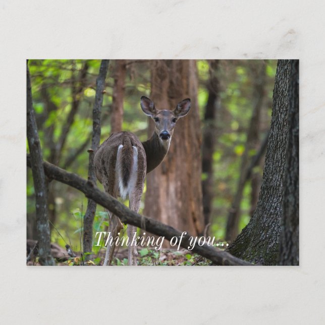 Tittar baksida Painterly Vykort (Framsida)