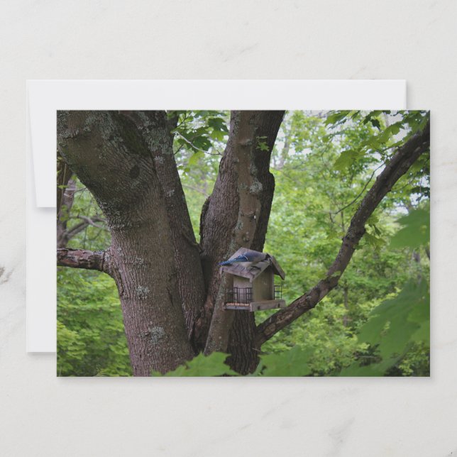 Tittar en Bita till Inbjudningar (Framsida)