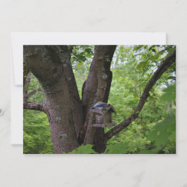 Tittar en Bita till Inbjudningar