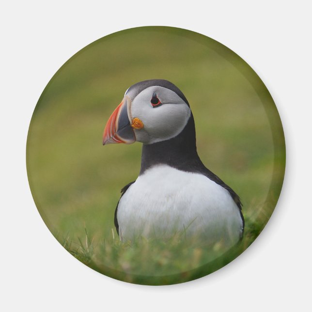 Tittar för Burrow Puffin Magnet (Framsidan)